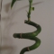 lucky bamboo
