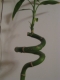 lucky bamboo