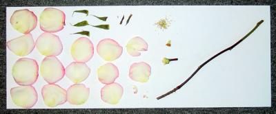 The Rose in Parts