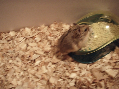 Winnie climbing into her potty.