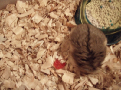 Piece of grape tomato