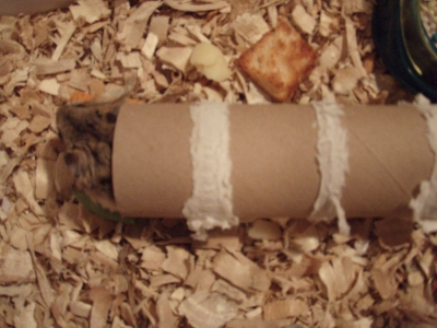 Emerging from the toilet paper roll cocoon.