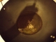 Wok with oil and ajwain in it.