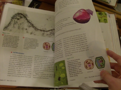 Cell Membranes... Cell Membranes...