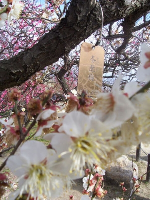 plum blossom