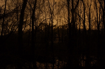 04.23.2008.02.43woods.jpg