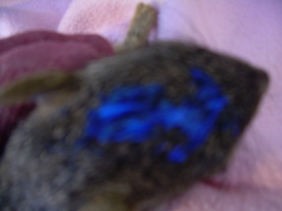 Male Male