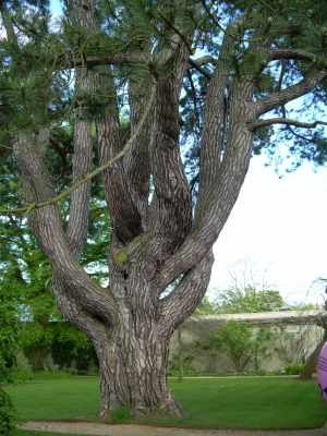 I found Tolkien's favorite tree for good measure.