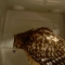 Red-shouldered hawk