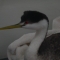 Western grebe
