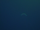 Soaring Majestically