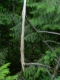 Broken Tree