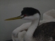 Western grebe Western grebe