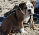 ..And One Dog