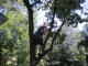 Tree 004.jpg