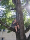 Tree 007.jpg