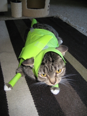 happy kitten happy kitten