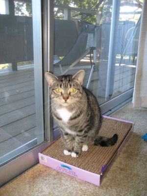 the subject the subject