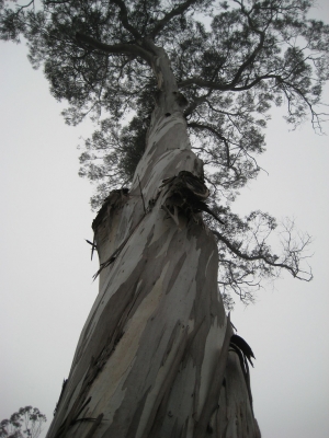 tree in gg park.jpg