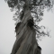 tree in gg park.jpg