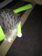 tail