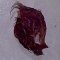 Here's one of the nectarine seeds I used as the throwy things. Here's one of the nectarine seeds I used as the throwy things.