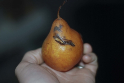 A rare pear has a tear