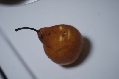 A rare pear begins to stare