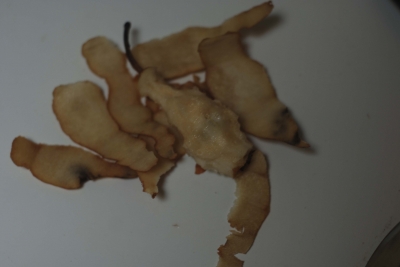 A rare pear caught unaware