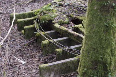 Disobedient Nature (1 of 20).jpg