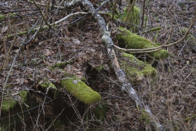 Disobedient Nature (2 of 20).jpg