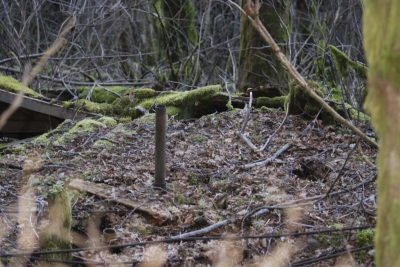 Disobedient Nature (3 of 20).jpg