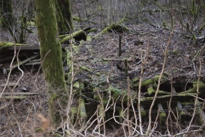 Disobedient Nature (4 of 20).jpg