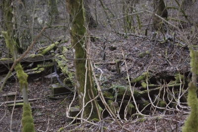 Disobedient Nature (5 of 20).jpg