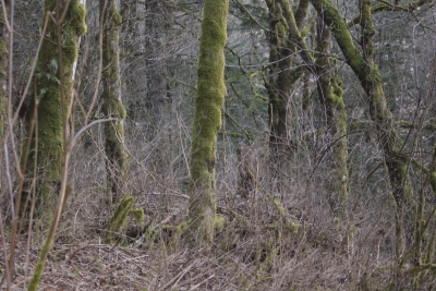 Disobedient Nature (6 of 20).jpg