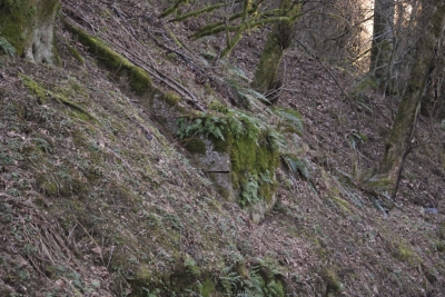 Disobedient Nature (8 of 20).jpg