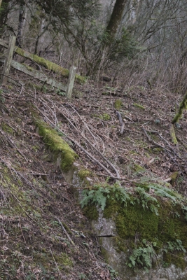 Disobedient Nature (9 of 20).jpg