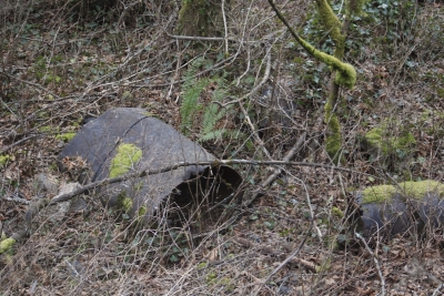 Disobedient Nature (12 of 20).jpg