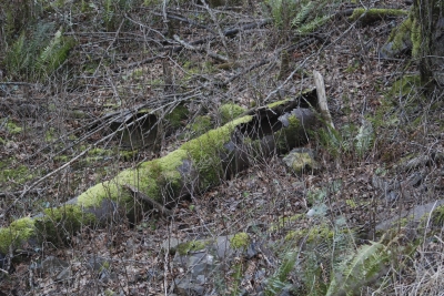 Disobedient Nature (13 of 20).jpg