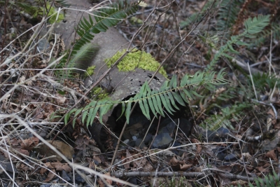 Disobedient Nature (14 of 20).jpg