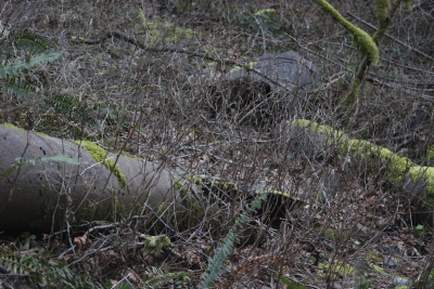 Disobedient Nature (15 of 20).jpg