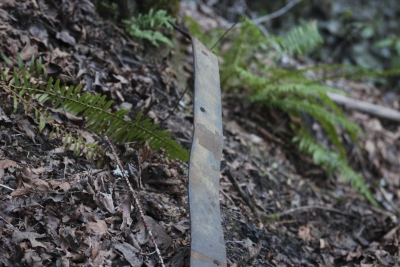 Disobedient Nature (16 of 20).jpg