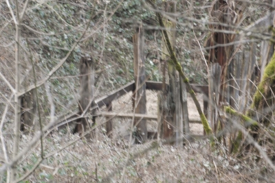 Disobedient Nature (18 of 20).jpg