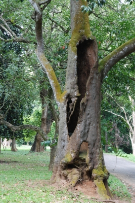 Royal Botanical Gardens - Kandy, Sri Lanka