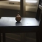 A rare pear sits in a chair
