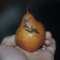 A rare pear has a tear