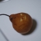 A rare pear begins to stare