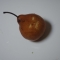 A rare pear becomes were!