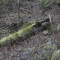 Disobedient Nature (13 of 20).jpg