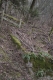Disobedient Nature (9 of 20).jpg